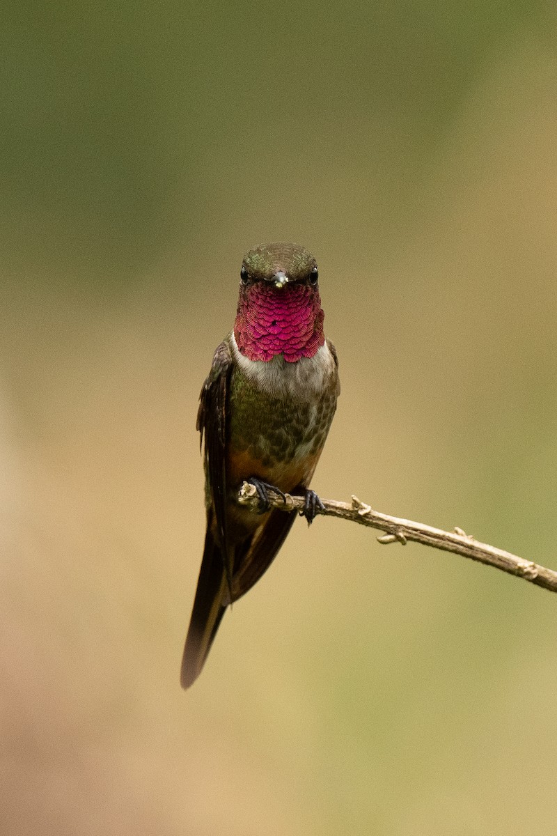 Colibri magenta - ML636561800
