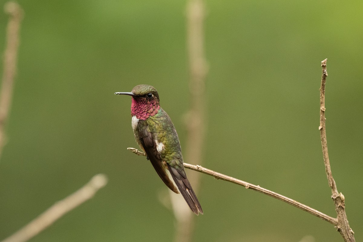 Colibri magenta - ML636561801