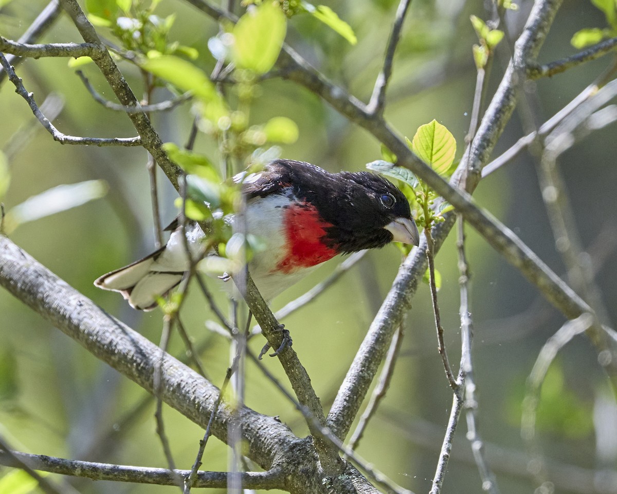 Rose-breasted Grosbeak - ML636561833