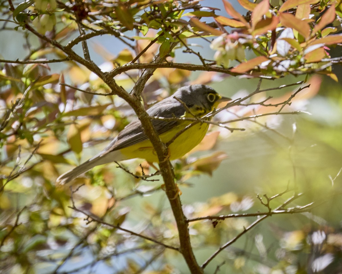 Canada Warbler - ML636561853
