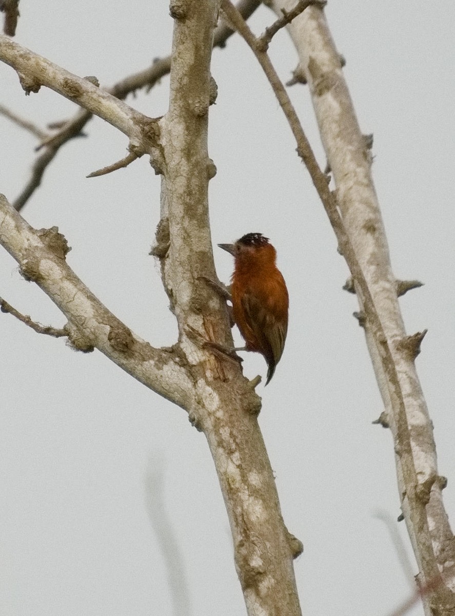 Chestnut Piculet - ML636561934