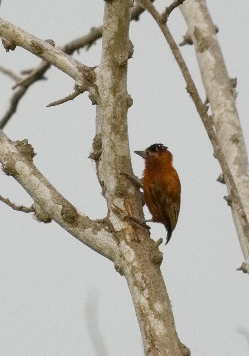 Chestnut Piculet - ML636561935