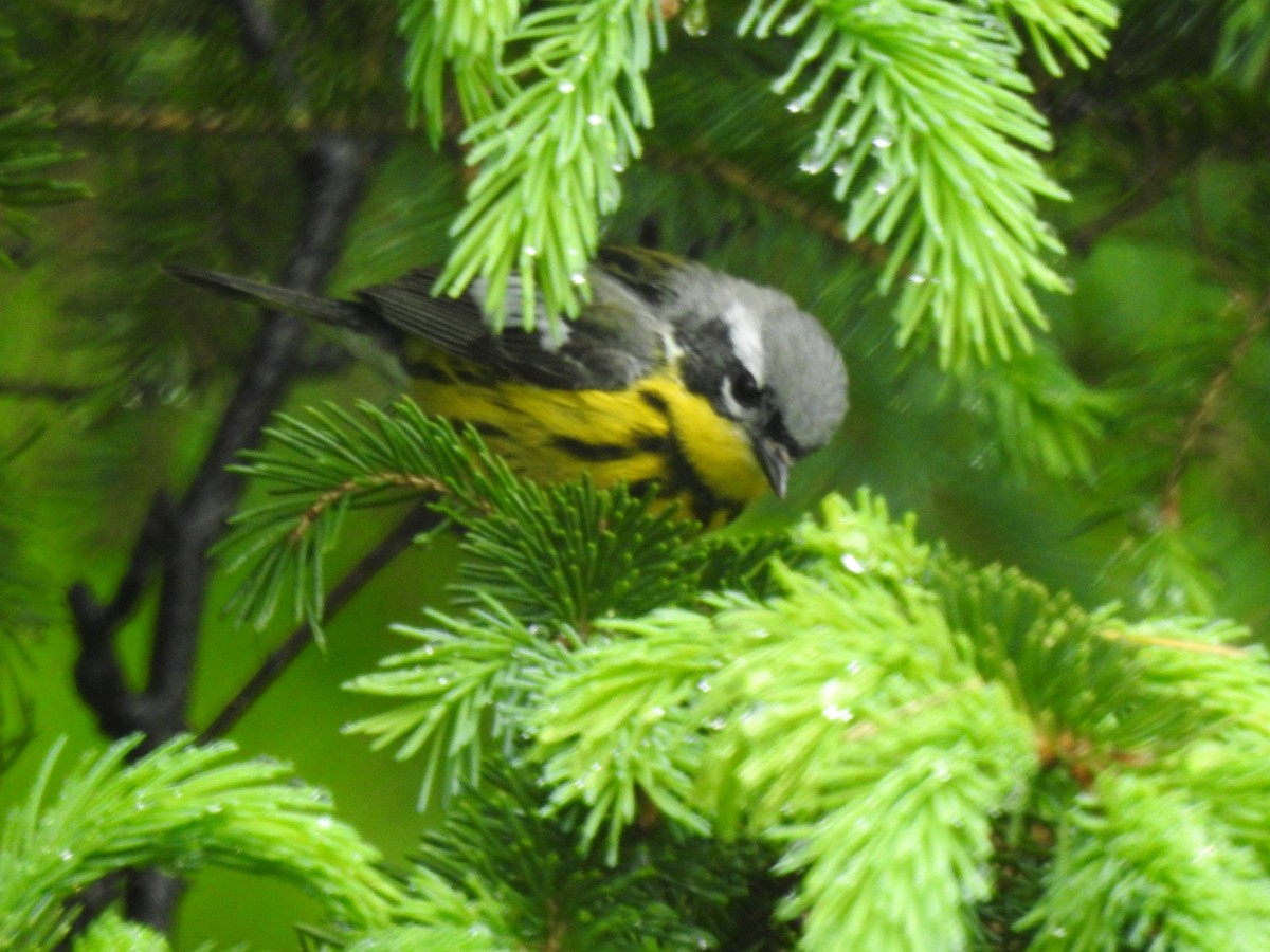 Magnolia Warbler - ML636561937