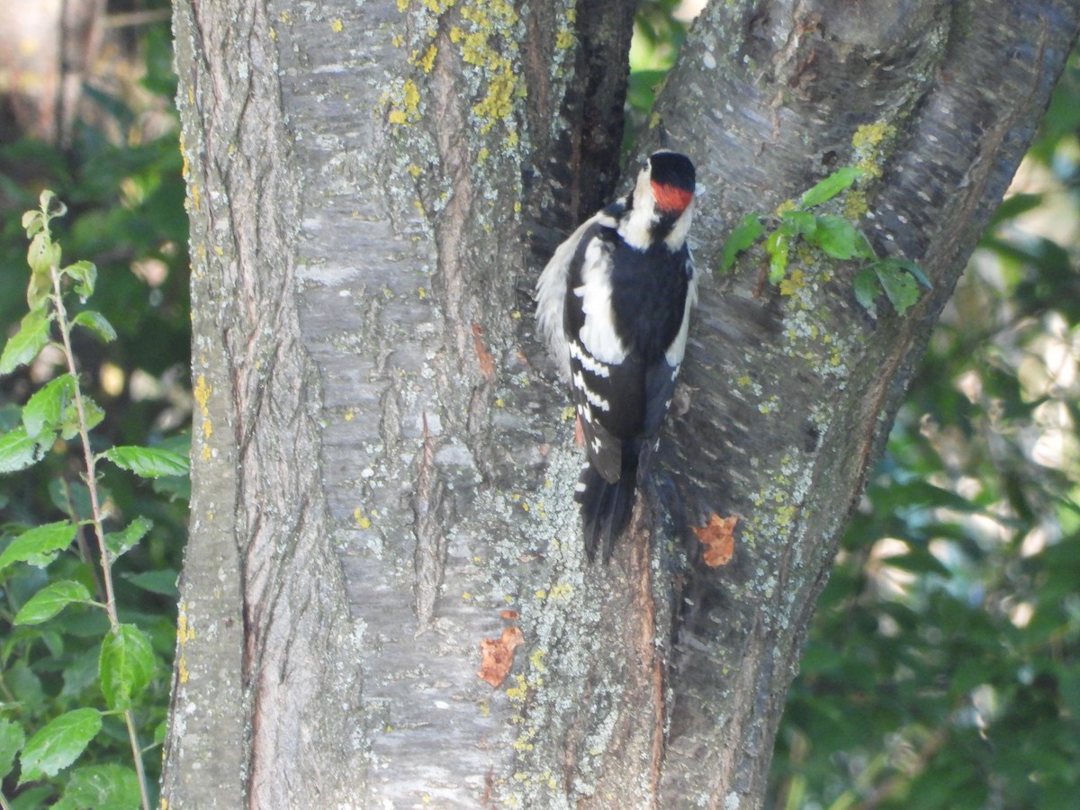Syrian Woodpecker - ML636561941