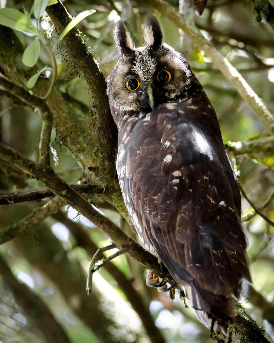 Stygian Owl - ML636561954