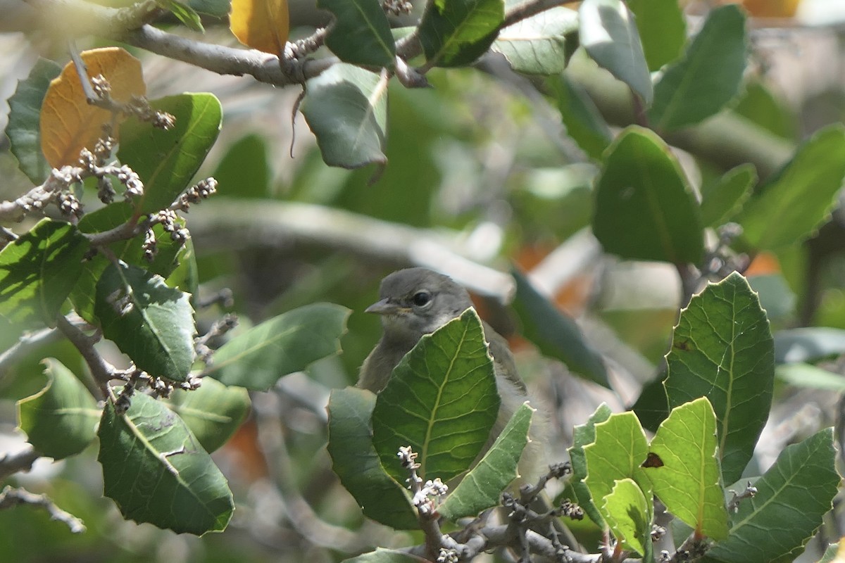 Orange-crowned Warbler - ML636561971
