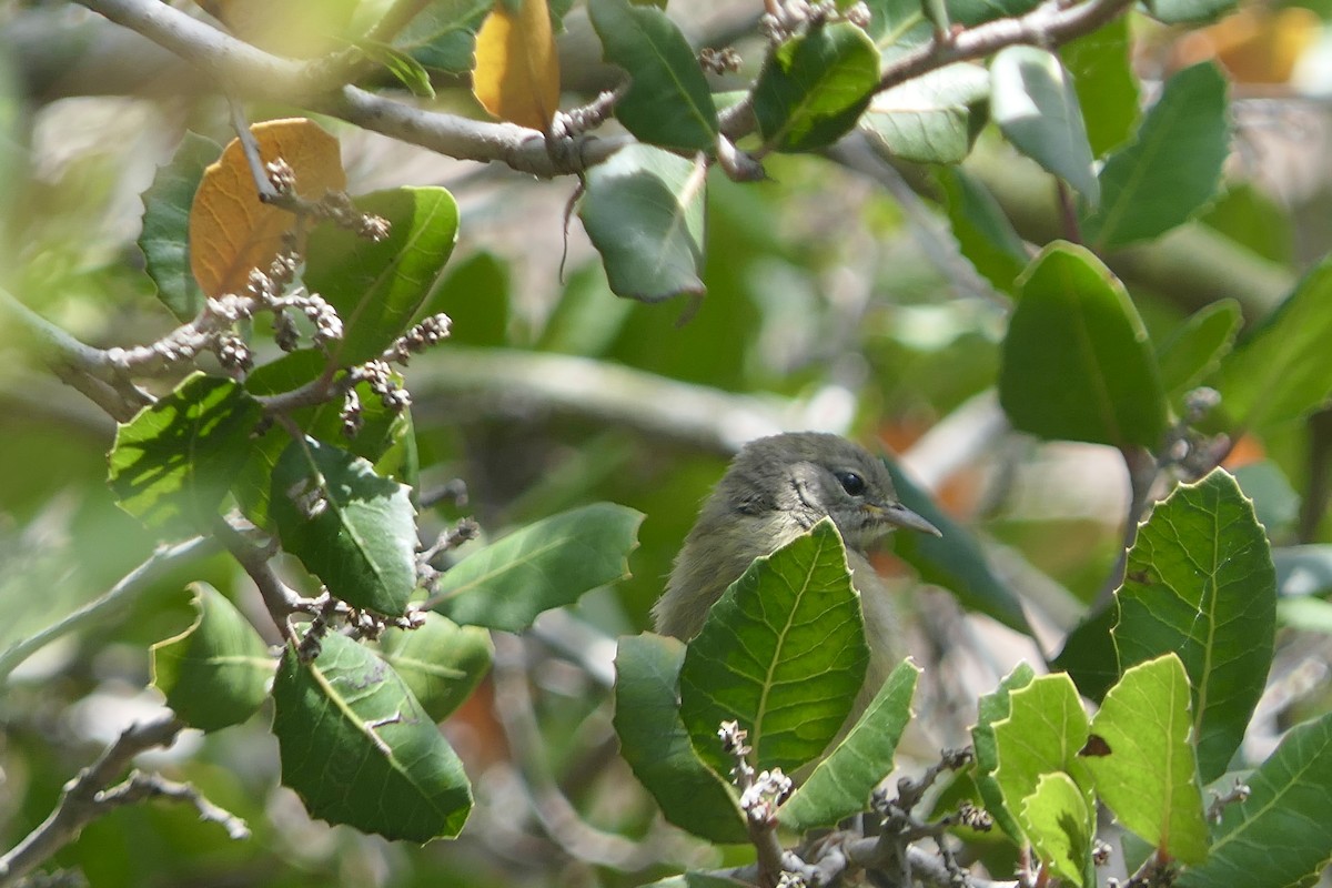 Orange-crowned Warbler - ML636561972