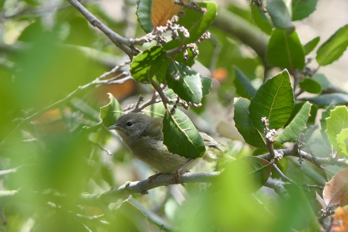 Orange-crowned Warbler - ML636561973
