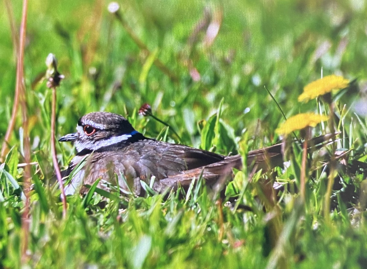 Killdeer - ML636562029