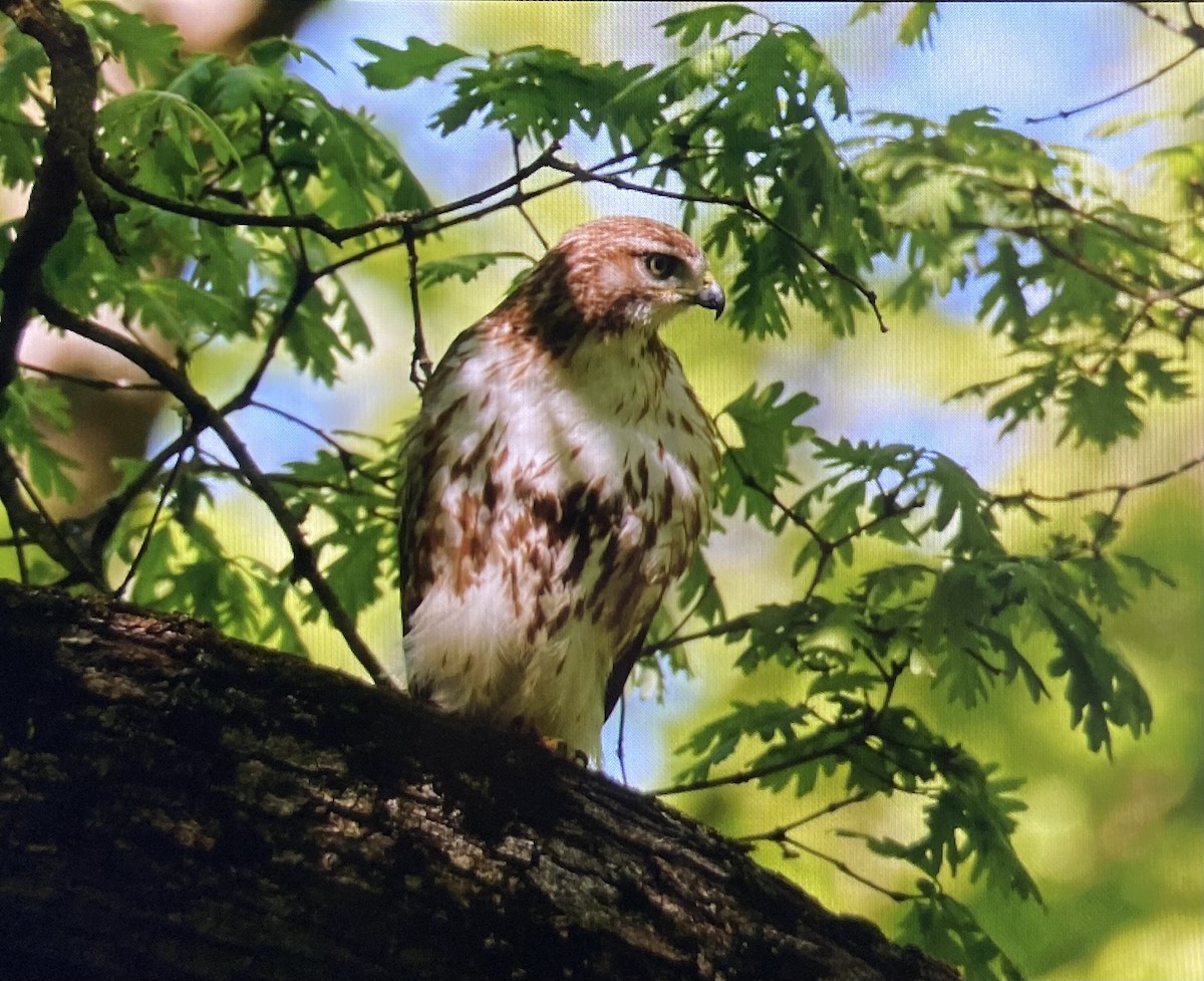Red-tailed Hawk - ML636562059