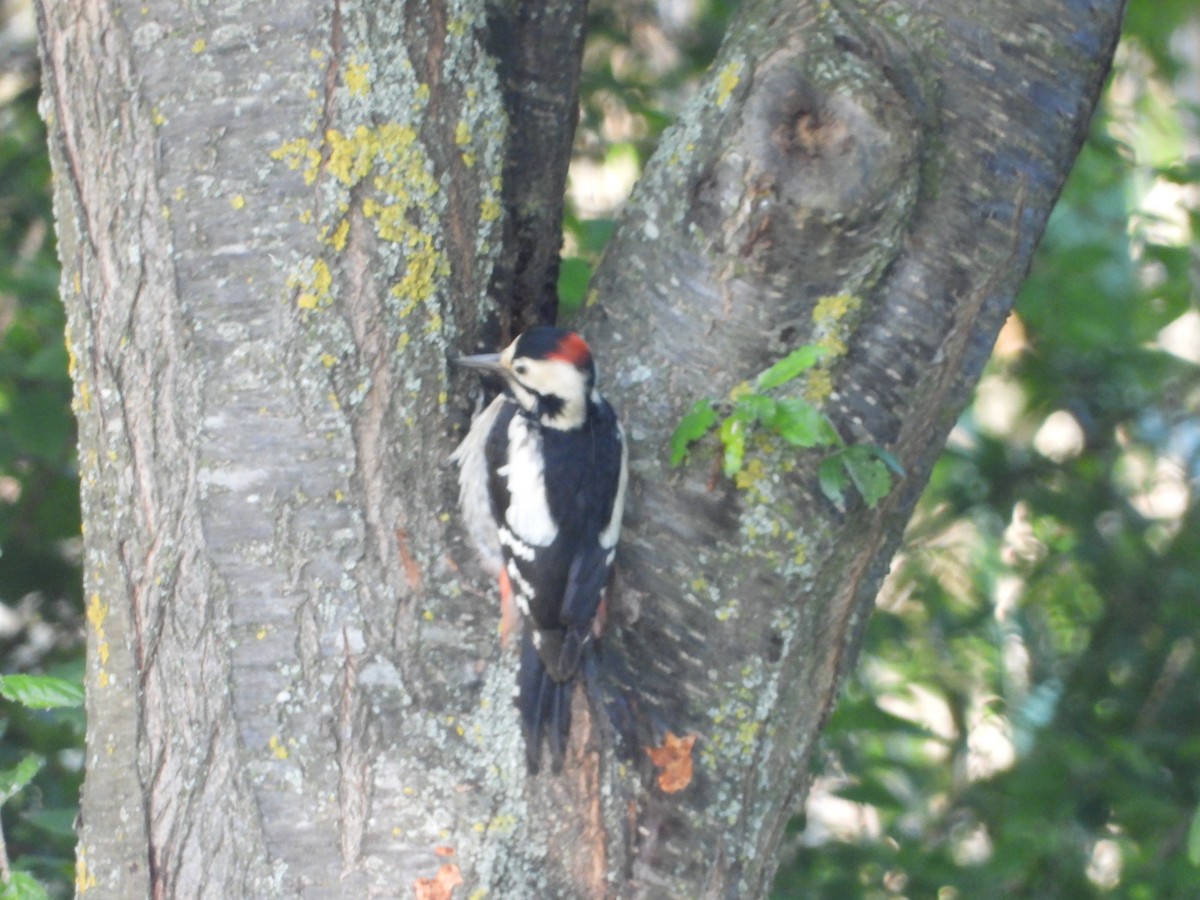 Syrian Woodpecker - ML636562062