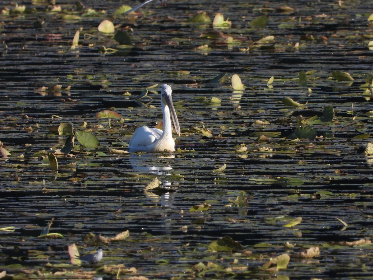 Dalmatian Pelican - ML636562143