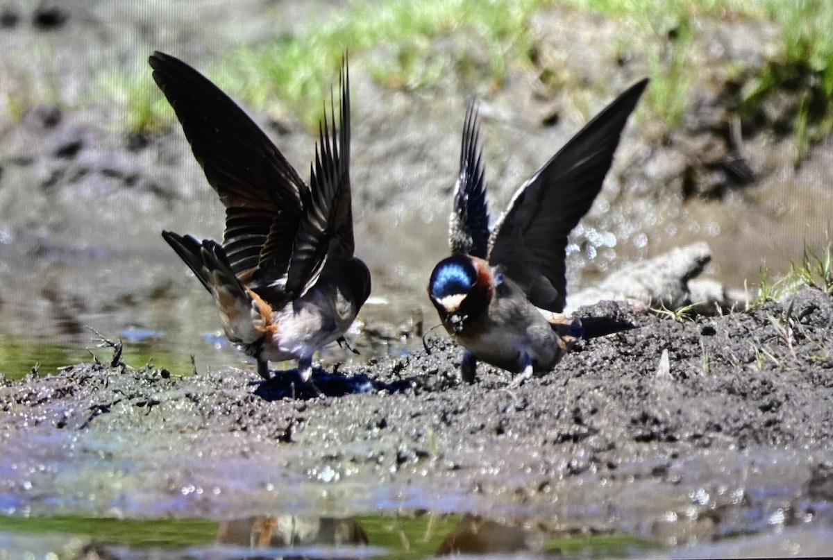 Cliff Swallow - ML636562149