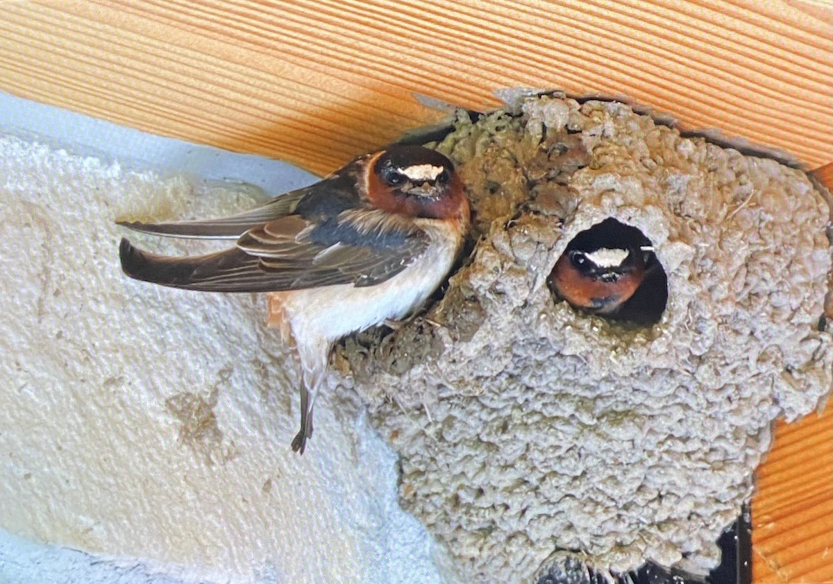Cliff Swallow - ML636562150