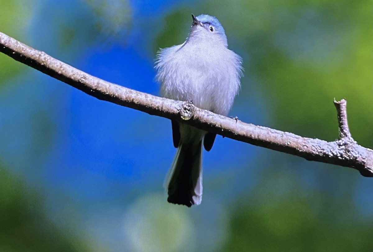 Blue-gray Gnatcatcher - ML636562178