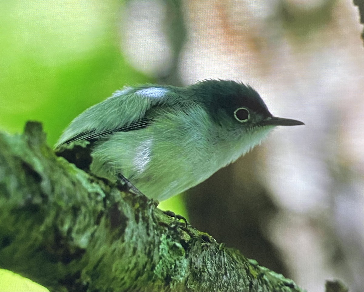 Blue-gray Gnatcatcher - ML636562179