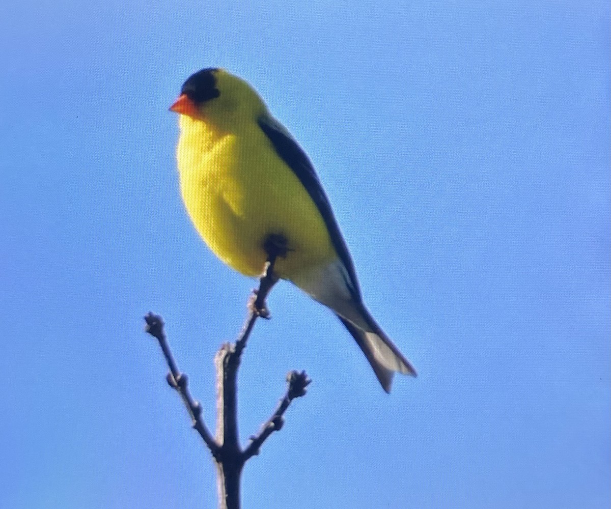 American Goldfinch - ML636562199