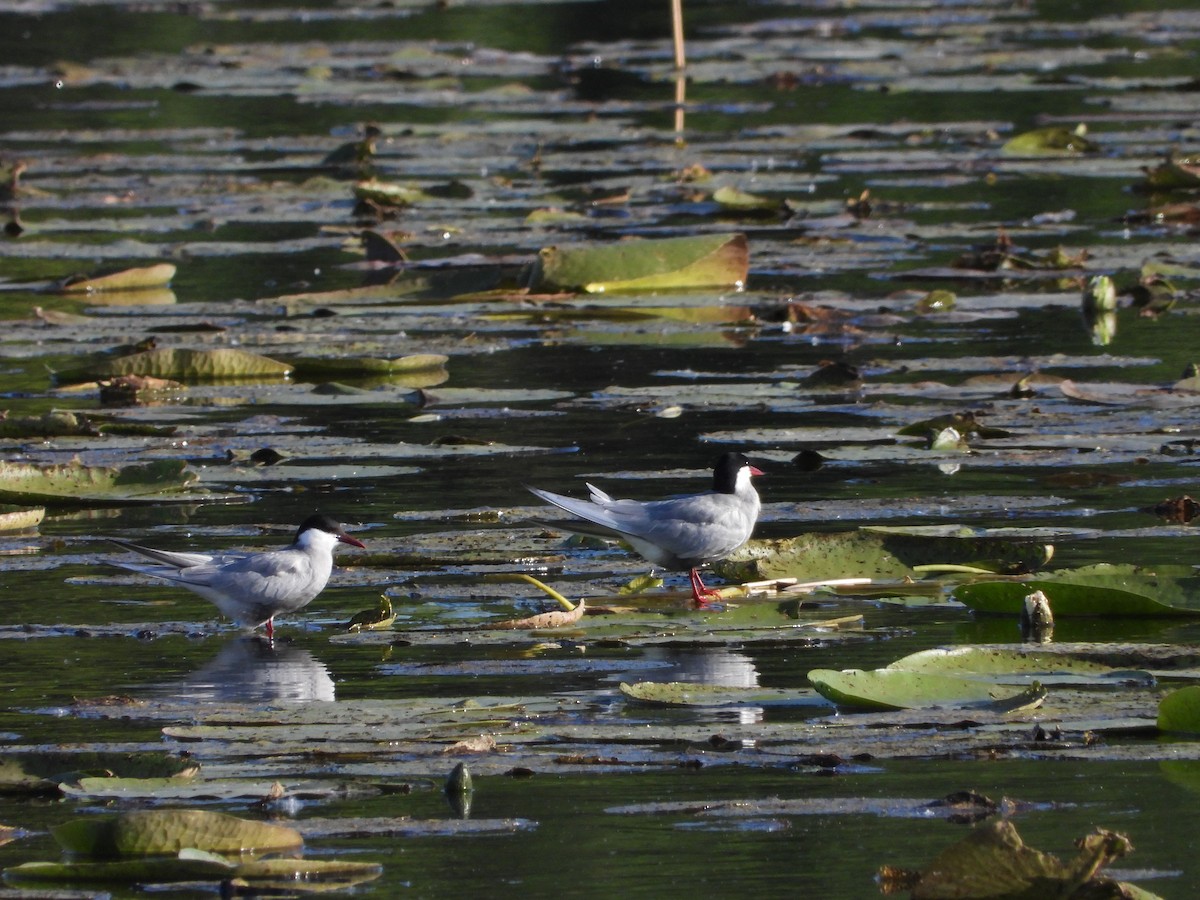 Whiskered Tern - ML636562396