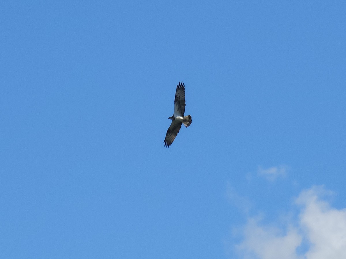 Osprey (Eurasian) - ML636562437