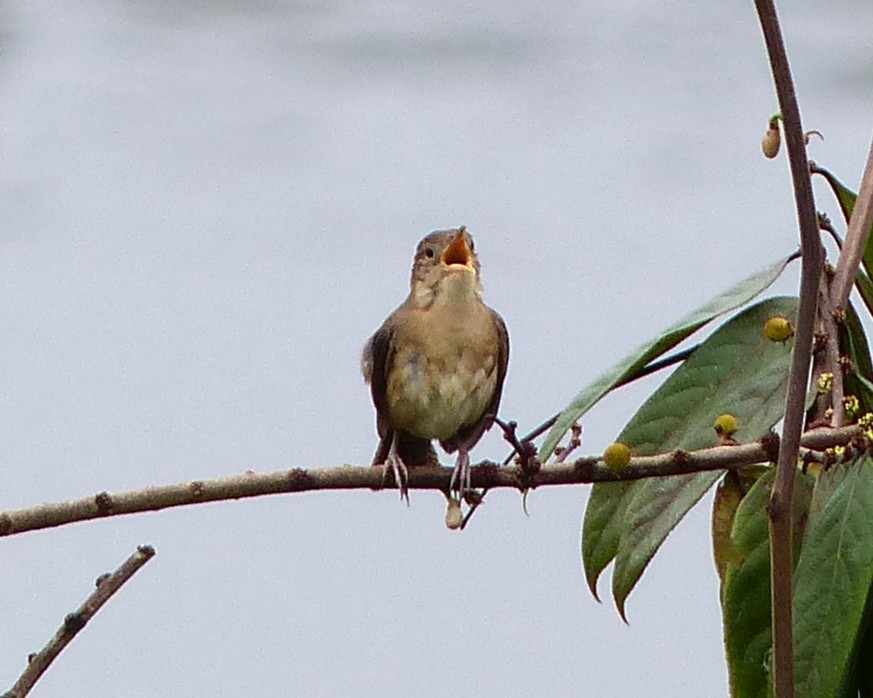 Southern House Wren - ML636562457