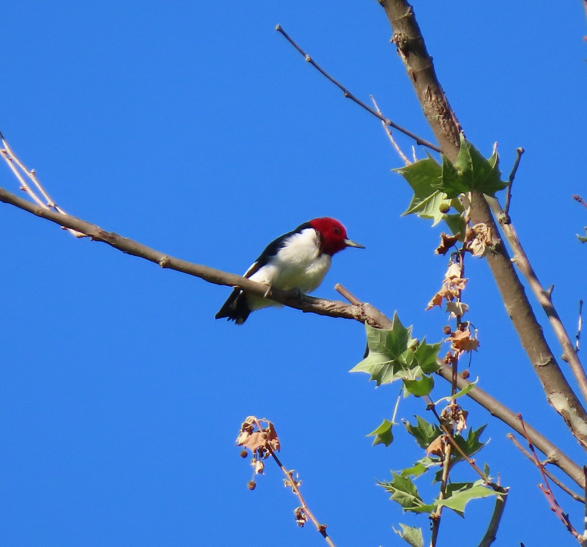 Red-headed Woodpecker - ML636562511