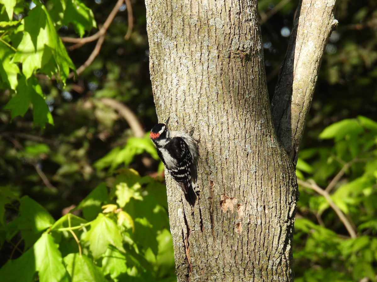 Downy/Hairy Woodpecker - ML636562556