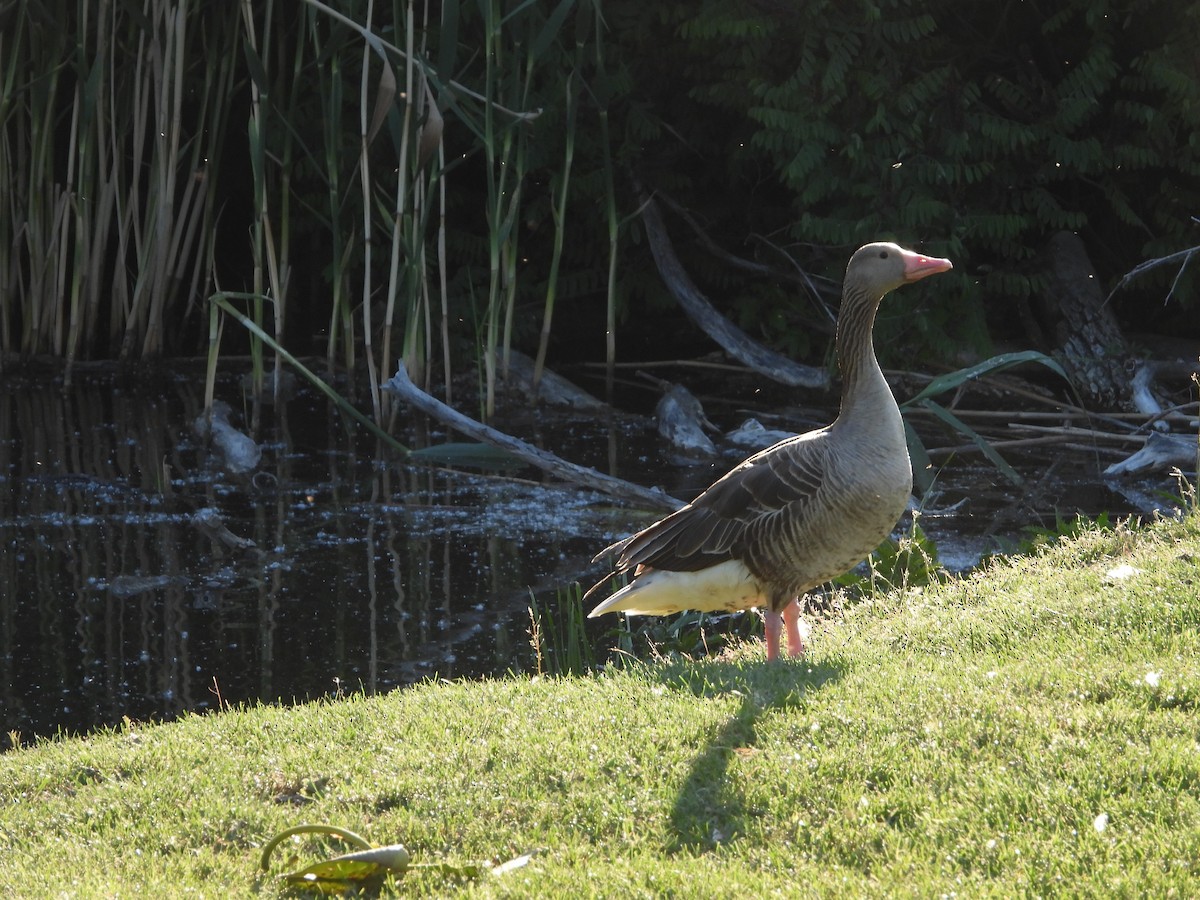 Graylag Goose - ML636562616