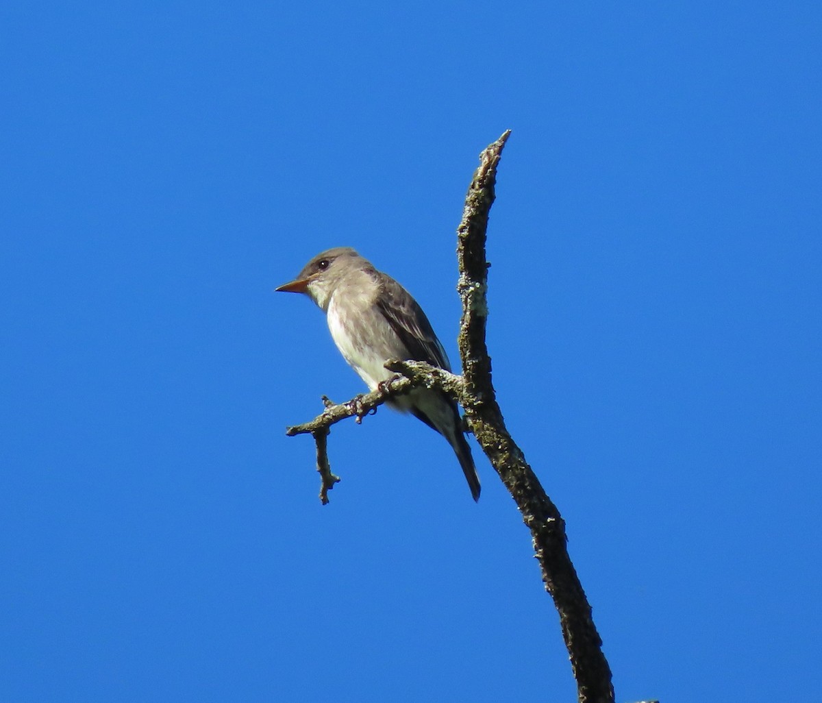 Olive-sided Flycatcher - ML636562645