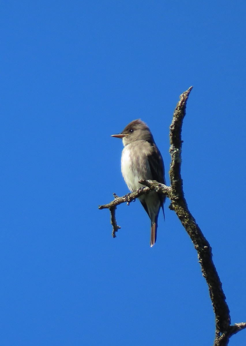 Olive-sided Flycatcher - ML636562665