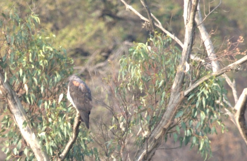 Aerospiza/Tachyspiza/Accipiter/Astur sp. - ML636562670