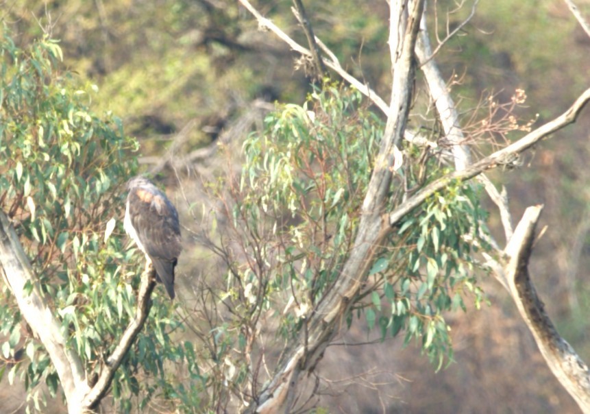 Aerospiza/Tachyspiza/Accipiter/Astur sp. - ML636562671