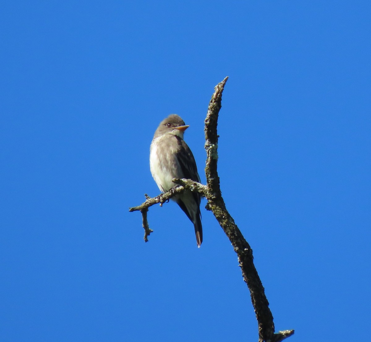 Olive-sided Flycatcher - ML636562690