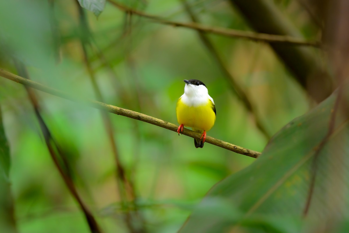 White-collared Manakin - ML636562763