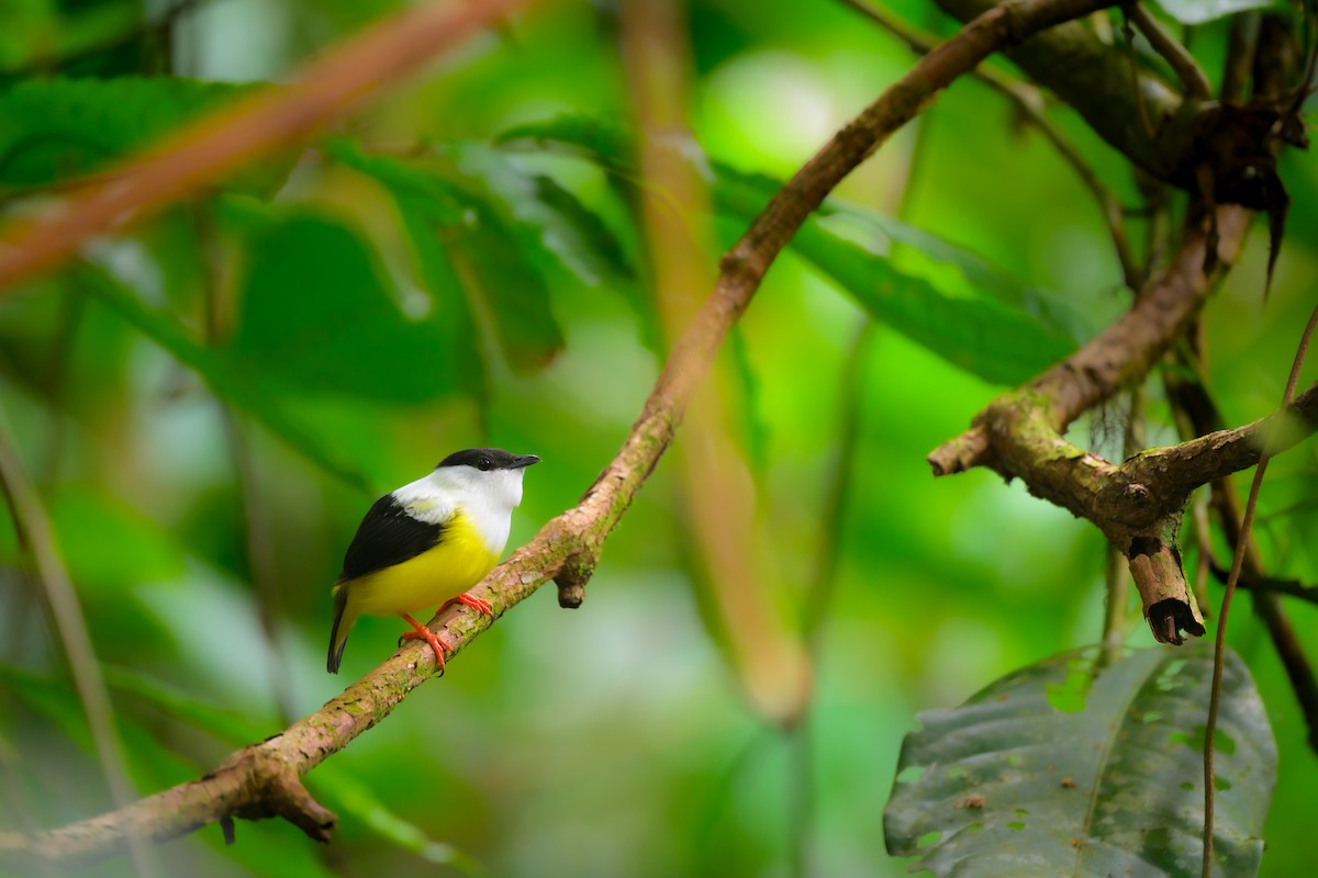 White-collared Manakin - ML636562764