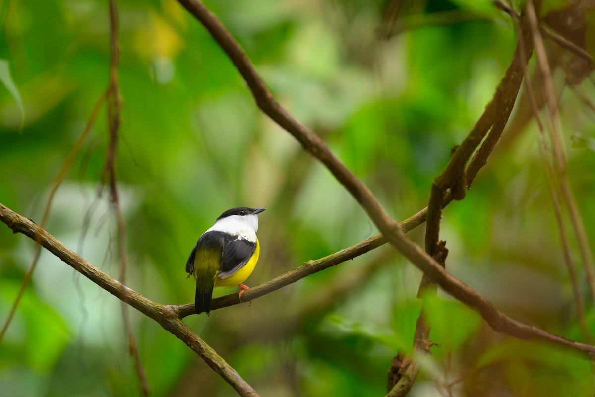 White-collared Manakin - ML636562767
