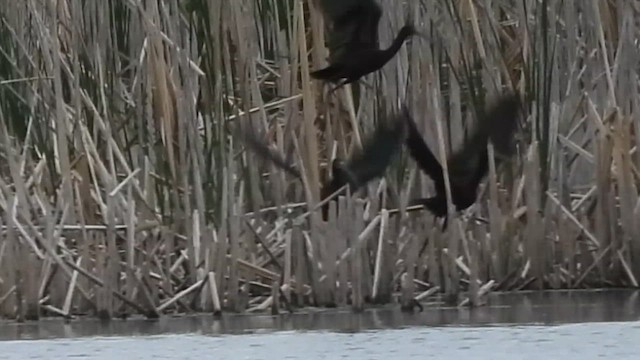Glossy/White-faced Ibis - ML636562814