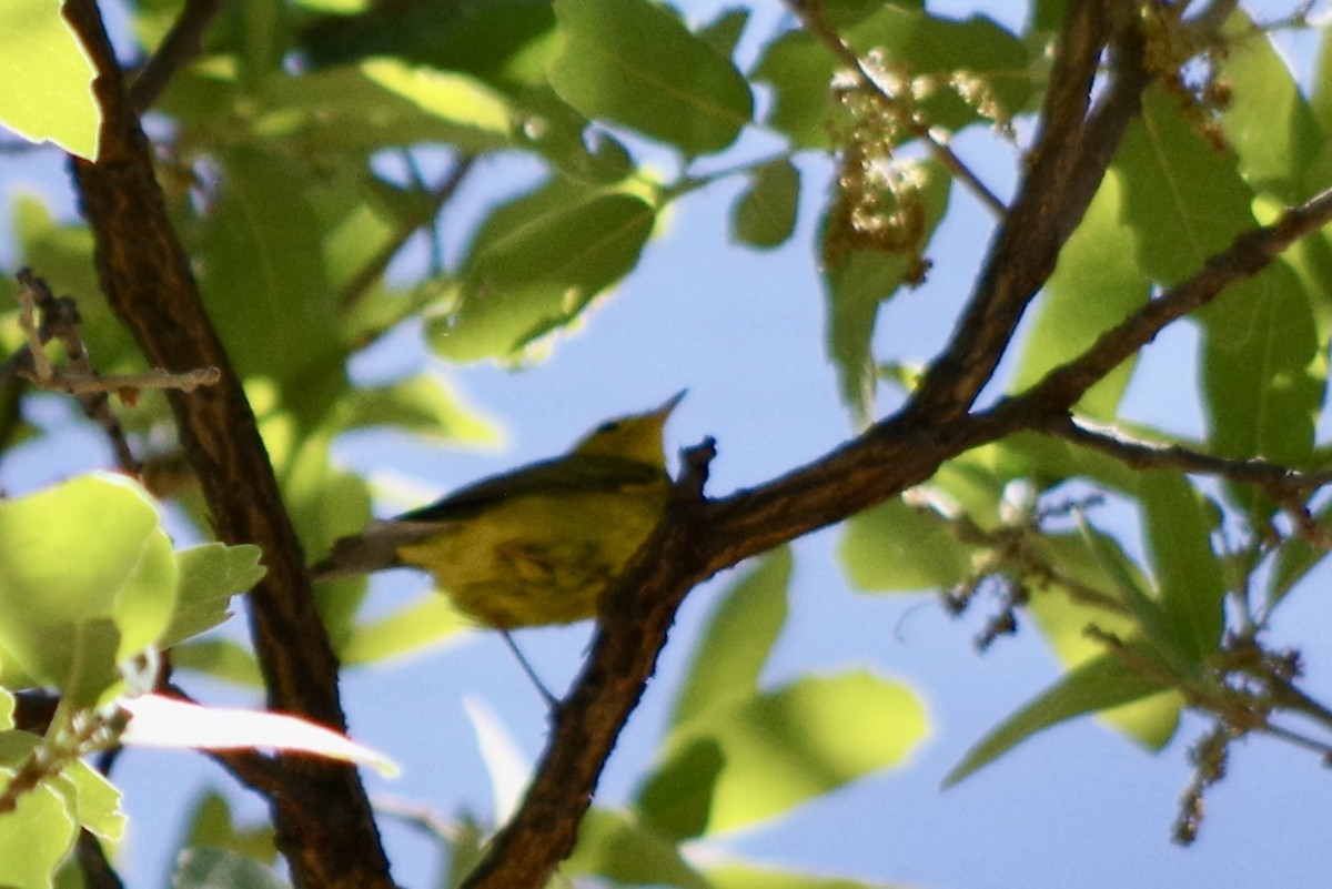 Hooded Warbler - ML636562863