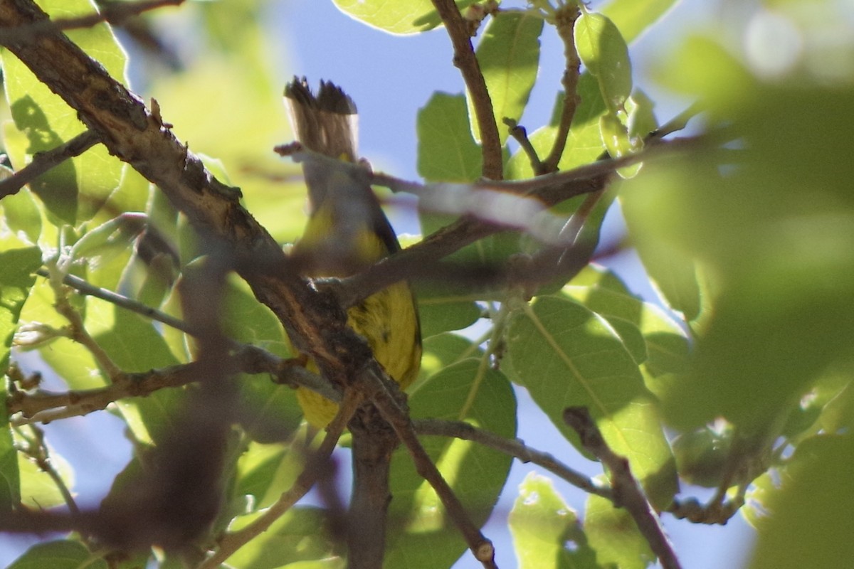 Hooded Warbler - ML636562864