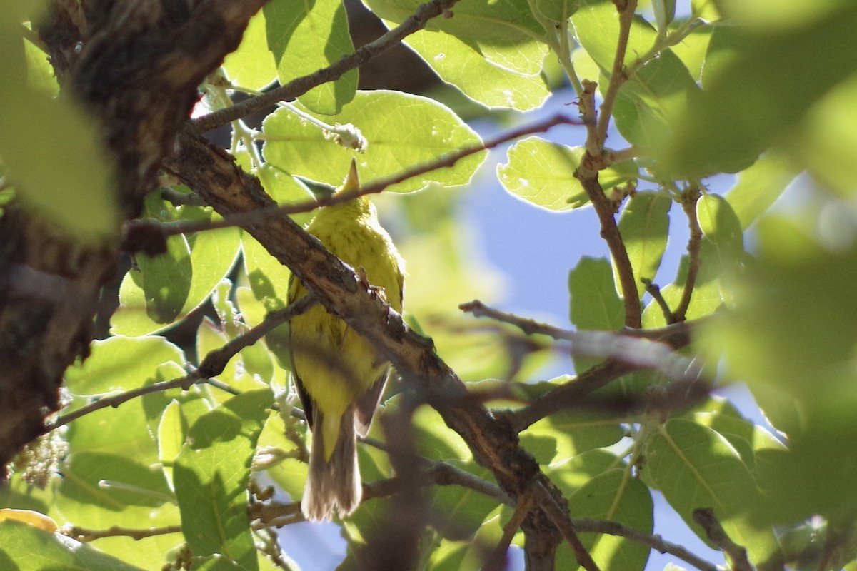 Hooded Warbler - ML636562865