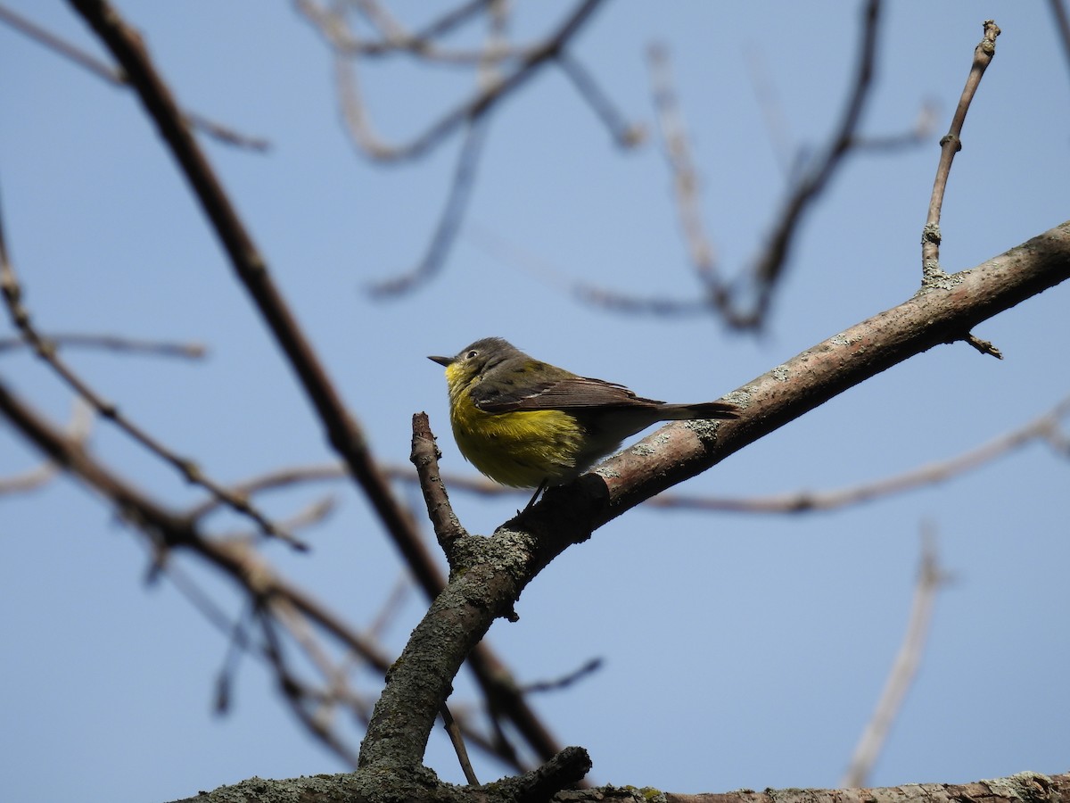 Magnolia Warbler - ML636563043