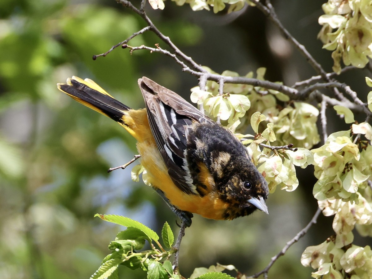 Baltimore Oriole - ML636563075