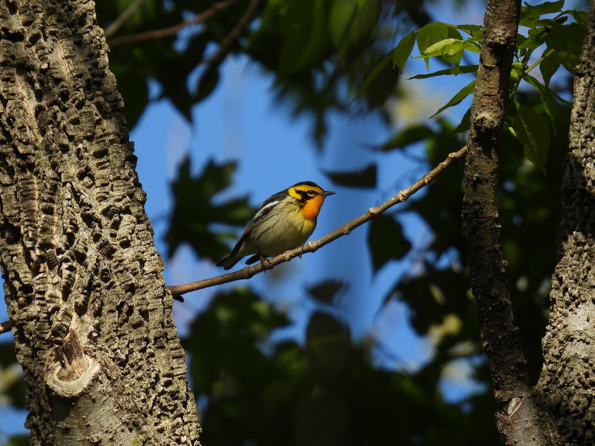 Blackburnian Warbler - ML636563082