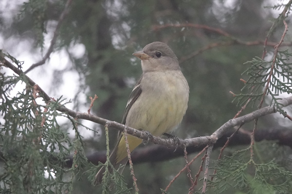 Western Tanager - ML636563097