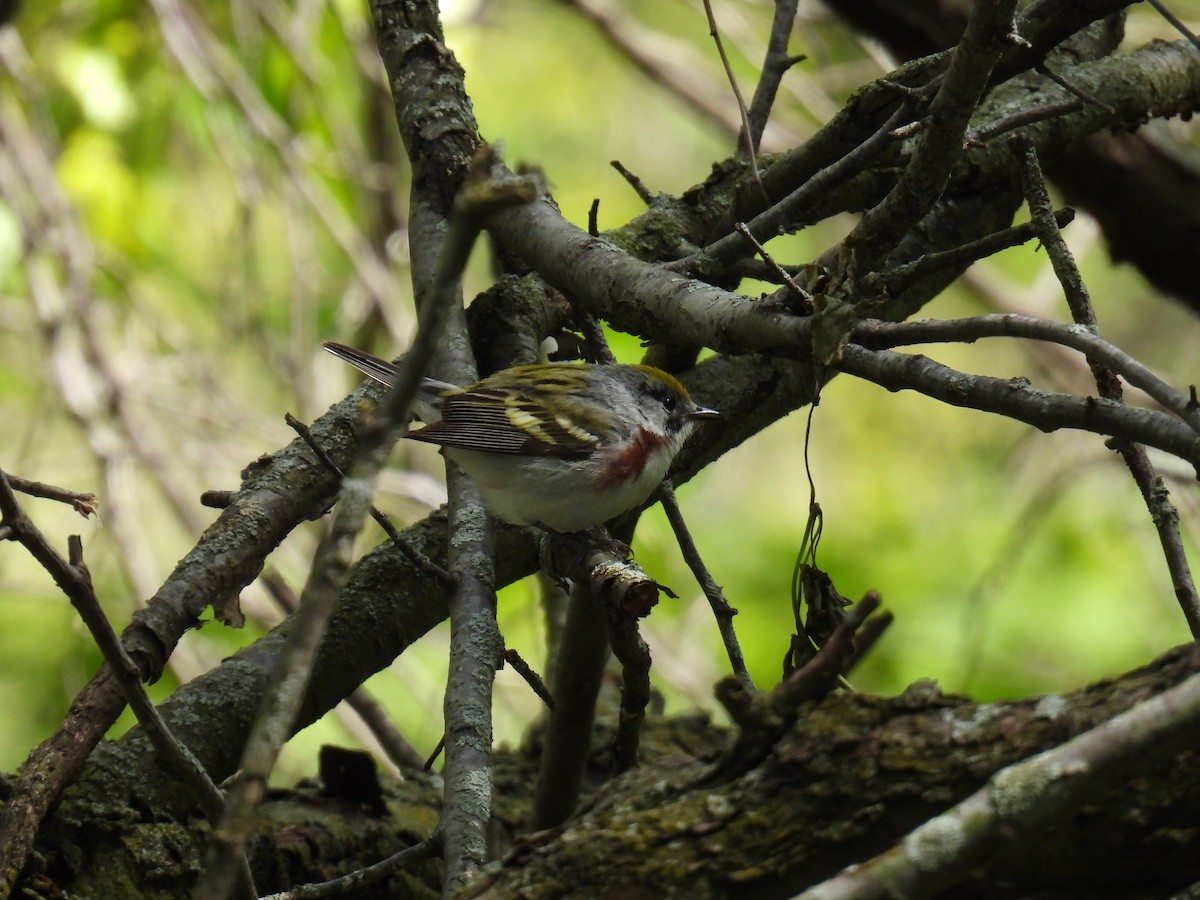 Chestnut-sided Warbler - ML636563113