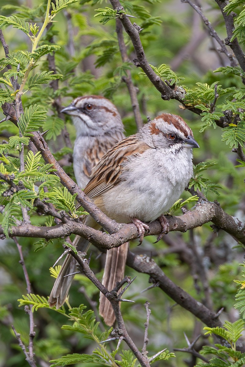 Yungas Sparrow - ML636563138