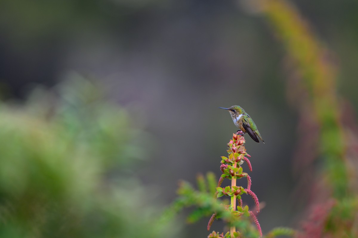 Volcano Hummingbird - ML636563139