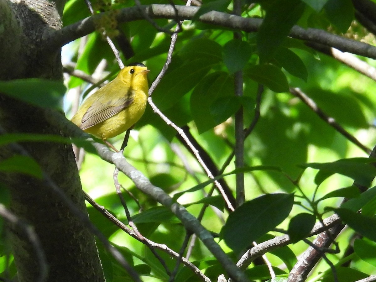 Wilson's Warbler - ML636563171