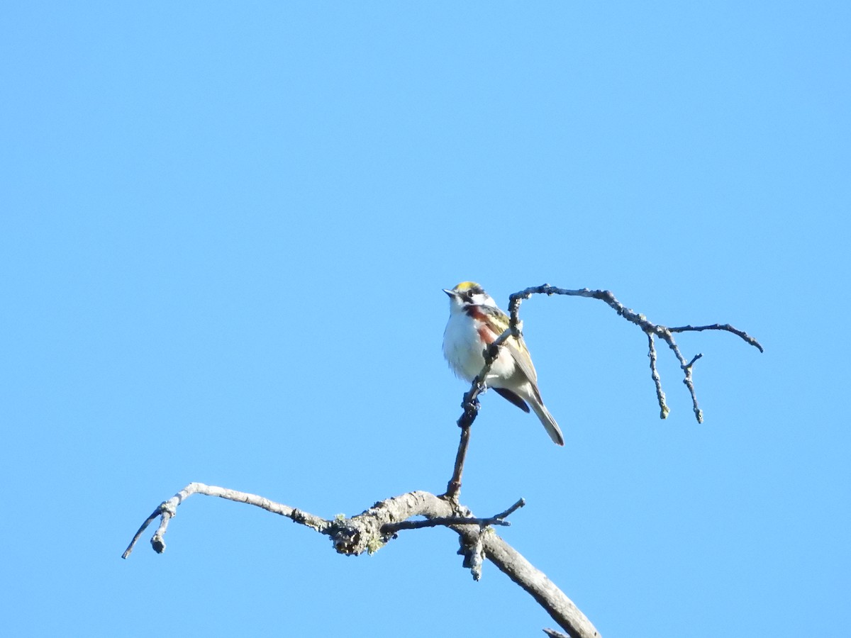 Chestnut-sided Warbler - ML636563176