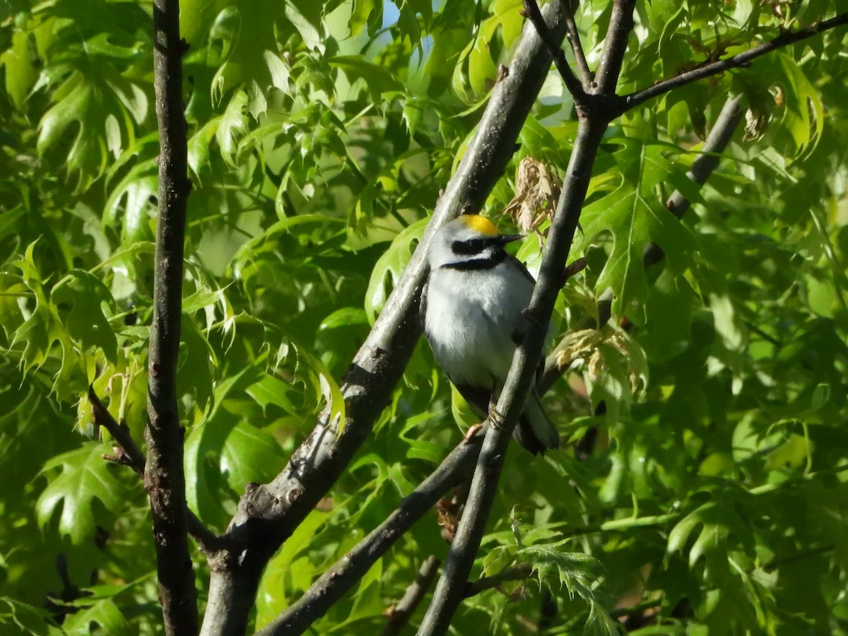 Golden-winged Warbler - ML636563203