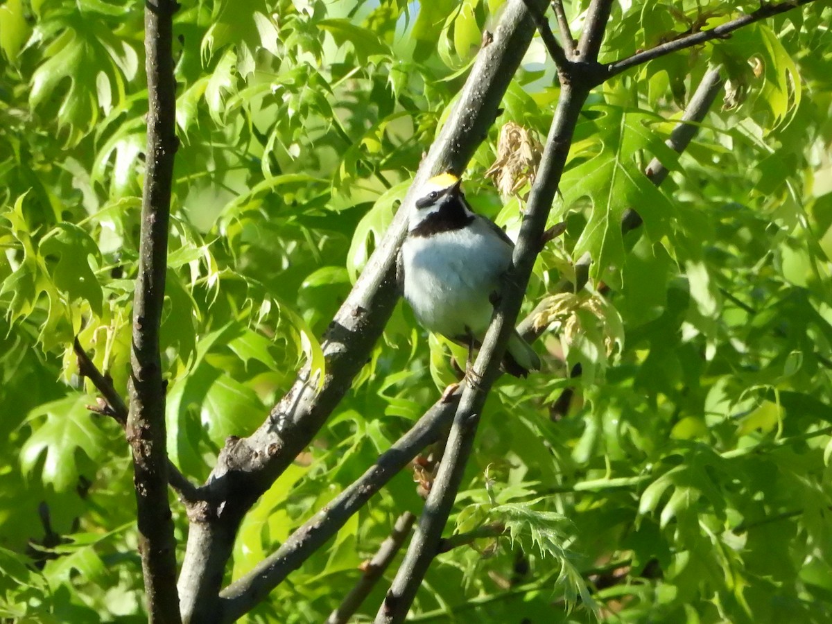 Golden-winged Warbler - ML636563204